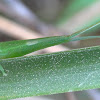 Green psednura