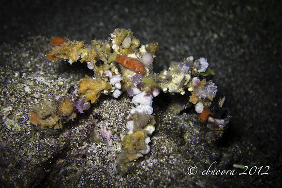 Spider Decorator Crab Project Noah