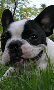 French Bulldogs Jigsaw Puzzle Screenshots 4