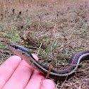 Garter snake