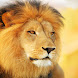 Lion Live Wallpaper