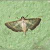 Lesser Rice Leafroller Moth