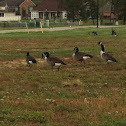canada geese