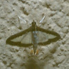 Melonworm Moth