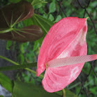 Flamingo Flower  Anthurium