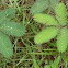 Mimosa pudica 含羞草