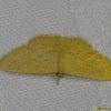 Geometridae, Sterrhinae -
