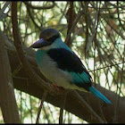 Blue-breasted Kingfisher