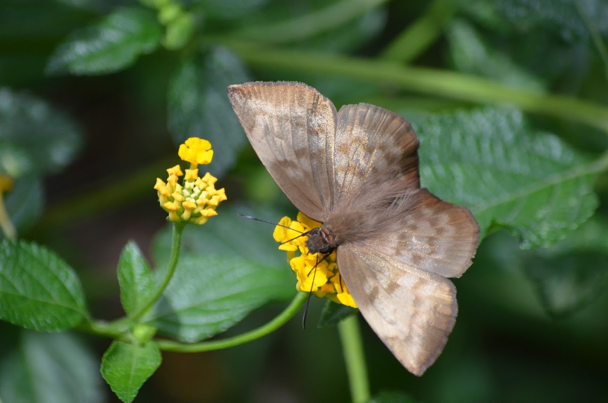 Mariposa Achlyodes. Pale Sicklewing