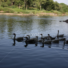 by Bharath Kumar - Animals Birds