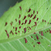 Goldenglow Aphid Aphid