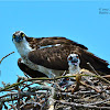 Osprey