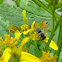 Leaf Cutter Bee