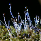 Moss species