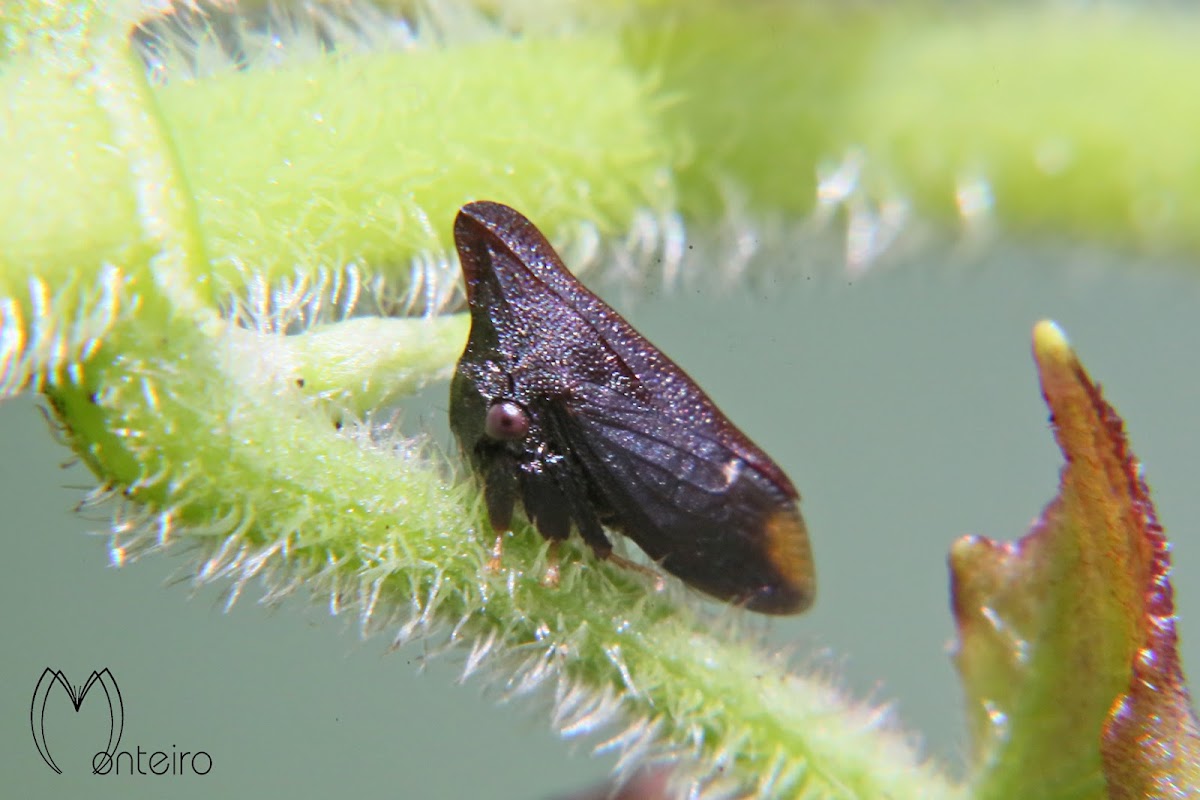 Thorny treehopper