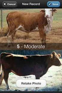 Beef Cow BCS App on Android icon