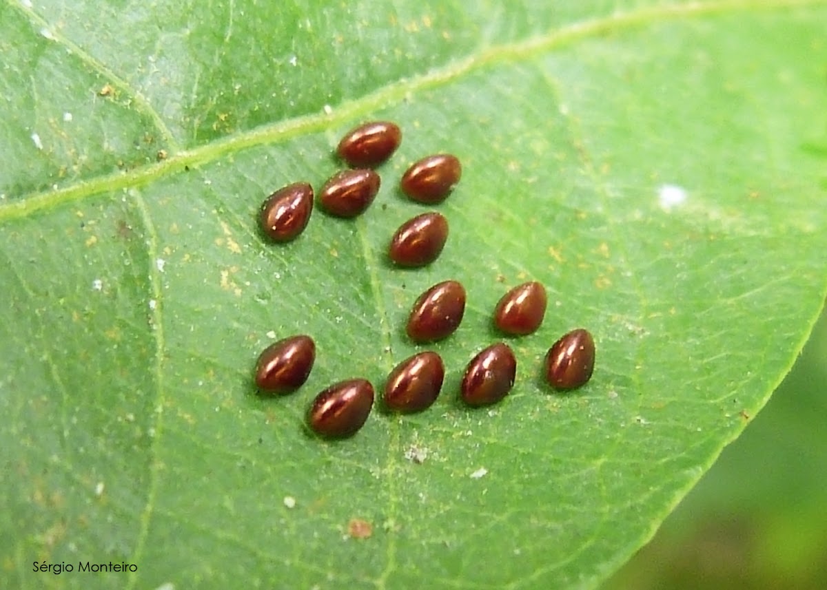 Unidentified insect eggs