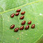 Unidentified insect eggs