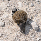 Dung beetles / tumblebugs