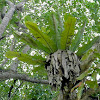 bird's nest ferns