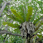 bird's nest ferns