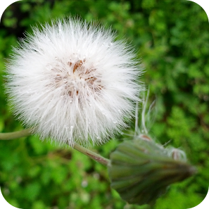 NatureWallpaper.apk 0.3