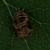 Multicolored Asian Lady Beetle (pupal case)