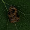 Multicolored Asian Lady Beetle (pupal case)