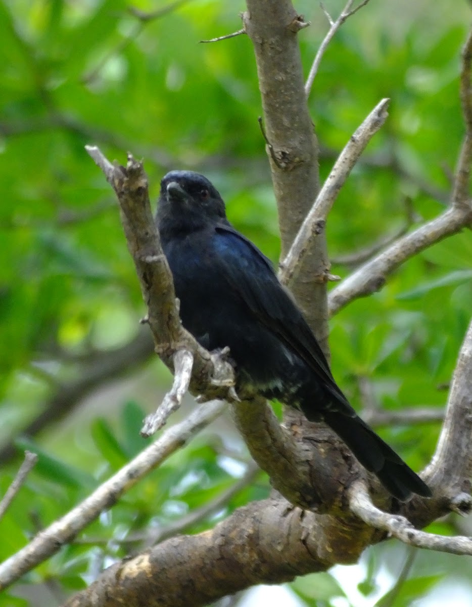 forktail drongo