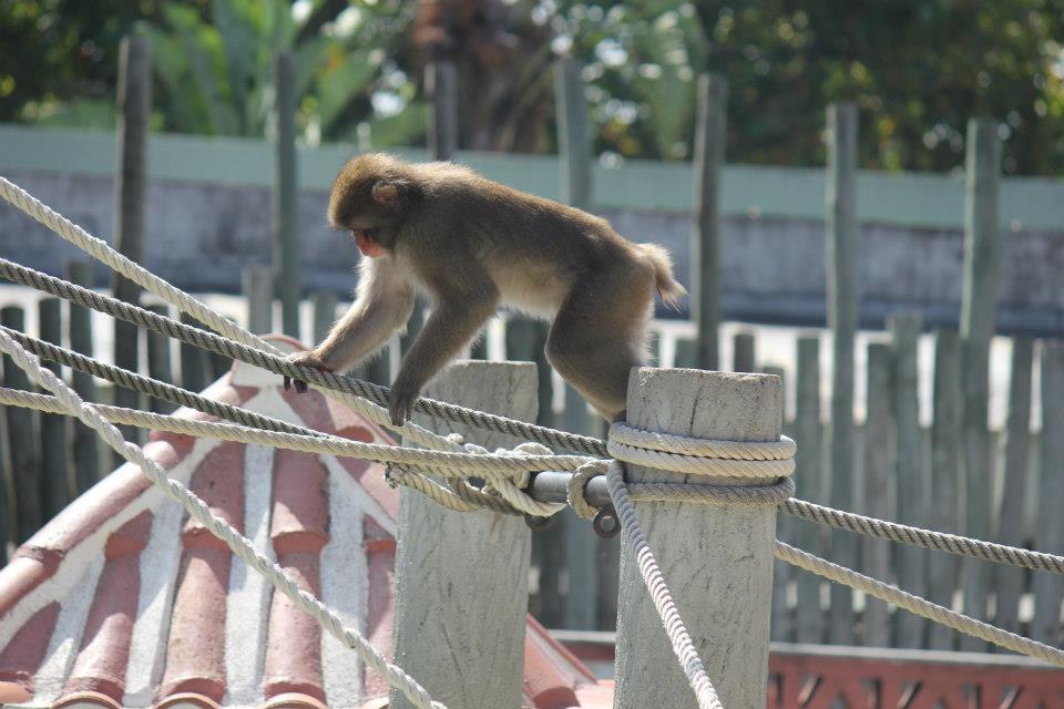 Macaco-do-japão