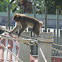 Macaco-do-japão