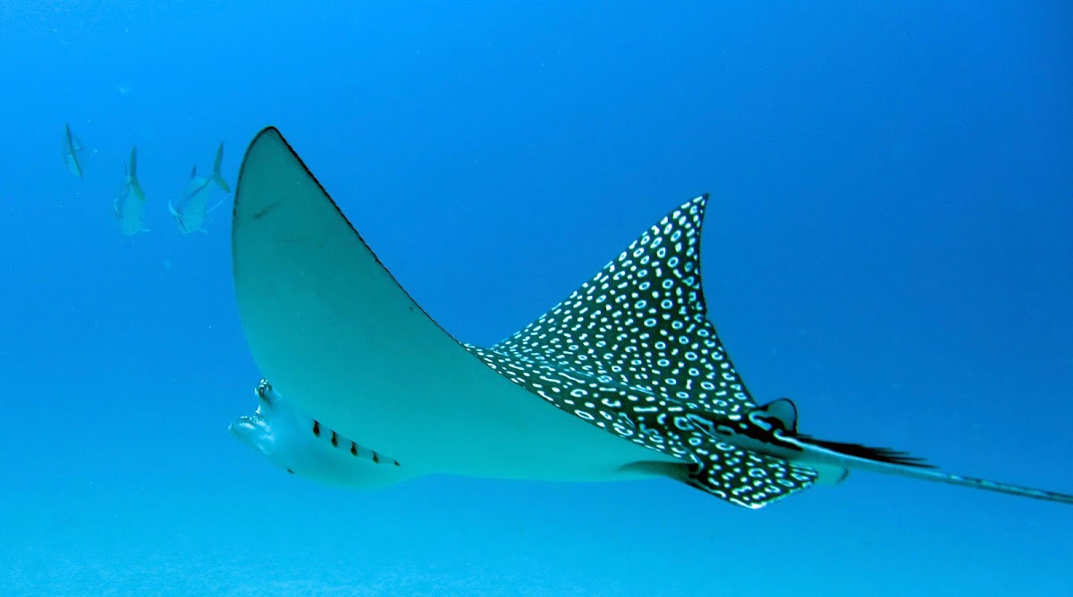 Spotted Eagle Ray