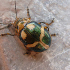 Doryphora beetle