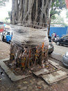 Holy Vat Savitri Tree