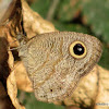 Common FiveRing Butterfly