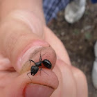 Black carpenter ant