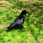 Cuervo común/Common Raven