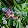 grove snail, caracol moro