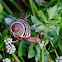 grove snail, caracol moro