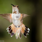 Rufous Hummingbird