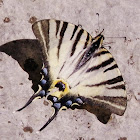 Scarce Swallowtail, prugasto jedarce