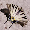 Scarce Swallowtail, prugasto jedarce