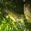 American Bullfrog (froglets)