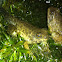 American Bullfrog (froglets)
