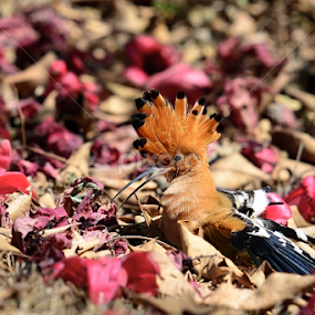 Hoopoe by Nimit Virdi - Animals Birds