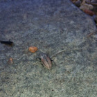 White-fringed Weevil