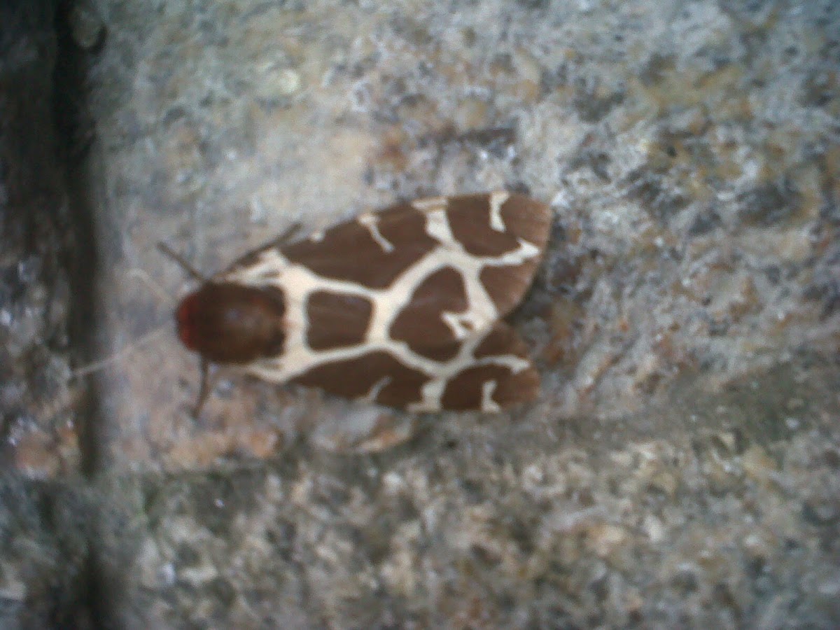 Polilla gitana (ES) Garden tiger moth (EN)