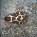 Polilla gitana (ES) Garden tiger moth (EN)