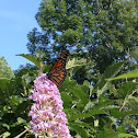 Monarch Butterfly