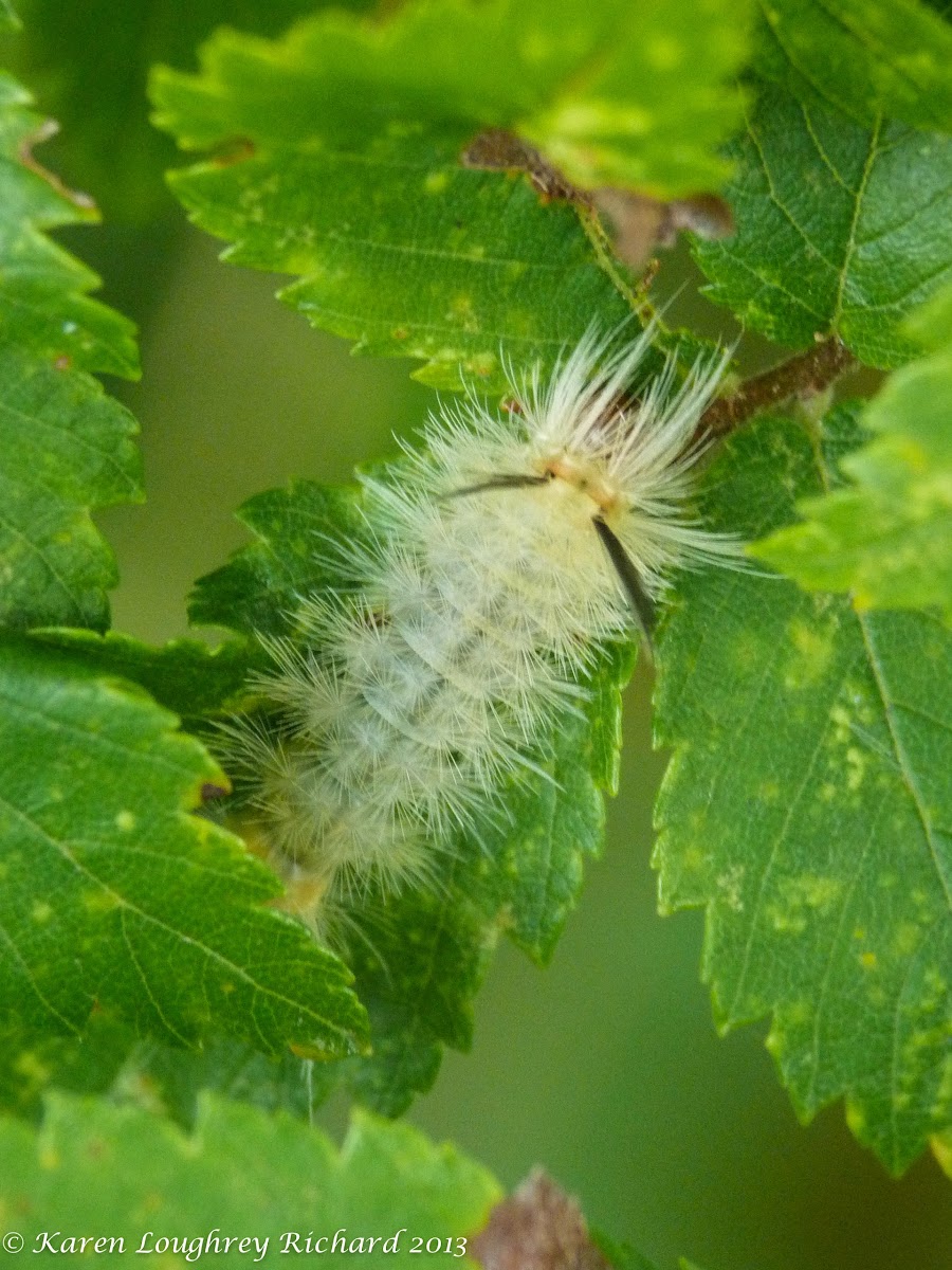 Banded tussock moth caterpillar - 2